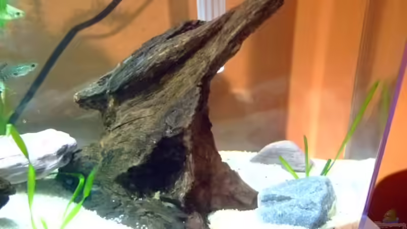 Mangrovenholz Hochkant und Steine von Sascha Oelze (8)