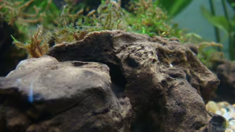 Mangrovenholz klein kurz nach dem Einrichten von Freibel (12)