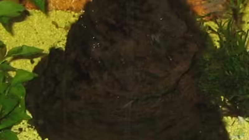 Mangrovenholz von Gaspode (16)