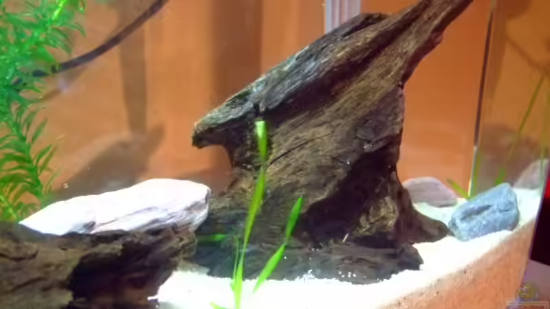 MangrovenholzHochkant und Steine von Sascha Oelze (7)