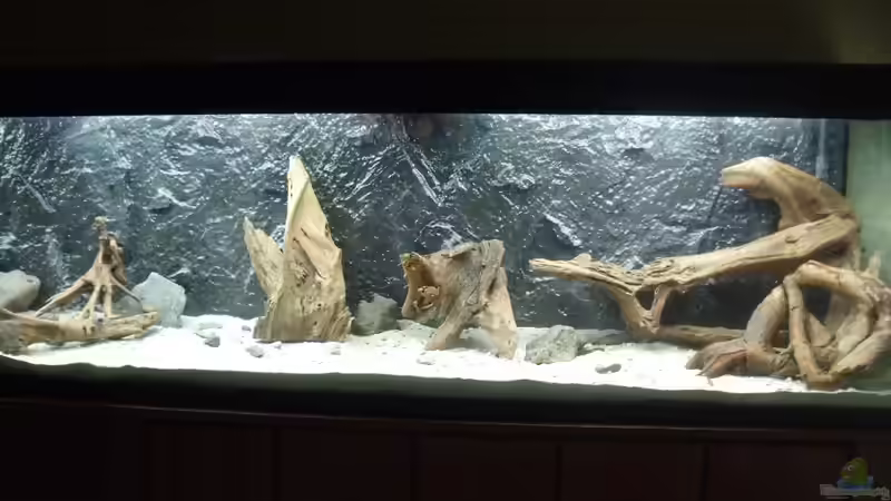 Mangrovenwald von lupusmedicus (5)