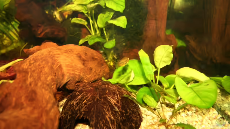 Mangrovenwurzel + 1/2 Kokosnussschale von Inot (9)