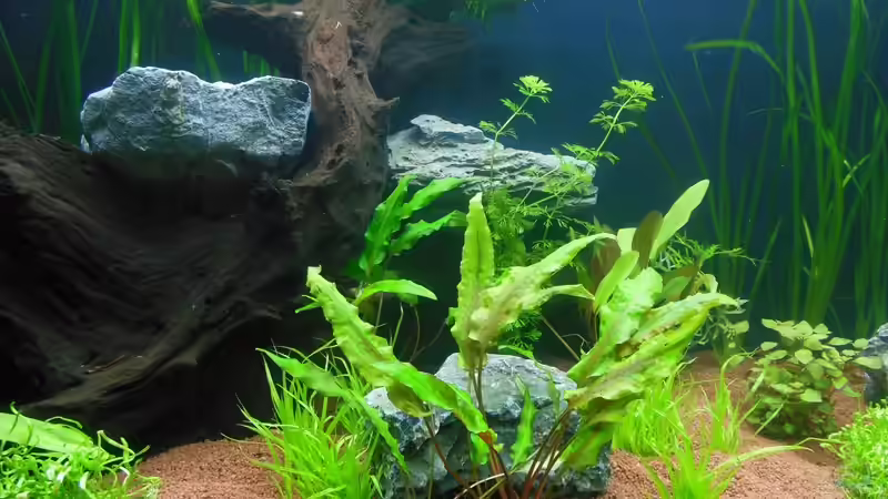 Mangrovenwurzel - wegen Auftrieb noch mit Steinen beschwert von Bandito76 (5)