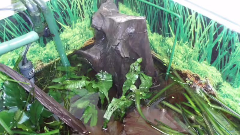 Mangrovenwurzel 01.01.10 von ~Marco~ (33)