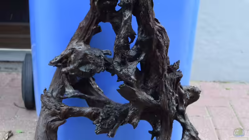 Mangrovenwurzel 3 Monate gewässert von Junglist (33)