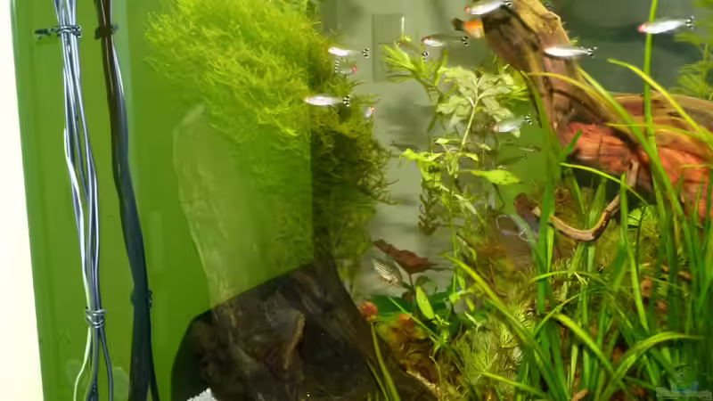 Mangrovenwurzel aktuell von erma (9)