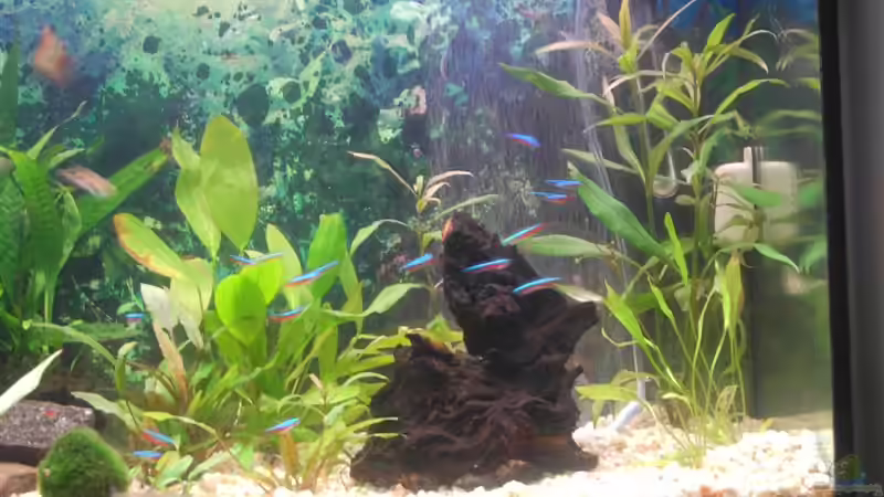 Mangrovenwurzel dahinter sprudelt derLuftvorhang von Oli (11)