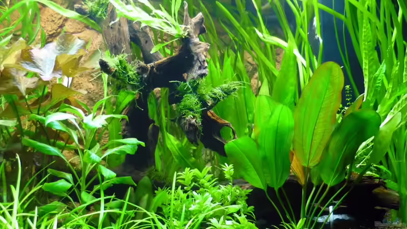 Mangrovenwurzel groß von Sabrina & Dirk Bergmann (38)