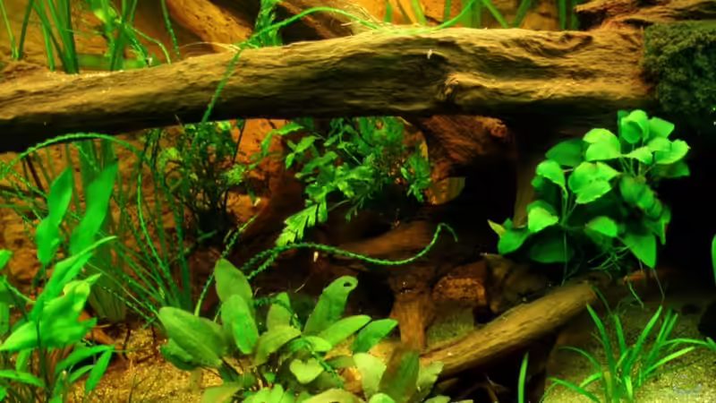 Mangrovenwurzel im Becken 23.07.11 von ~Marco~ (39)