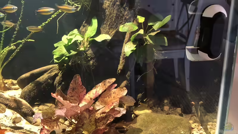 Mangrovenwurzel mit Anubias bateri von schroepse (11)