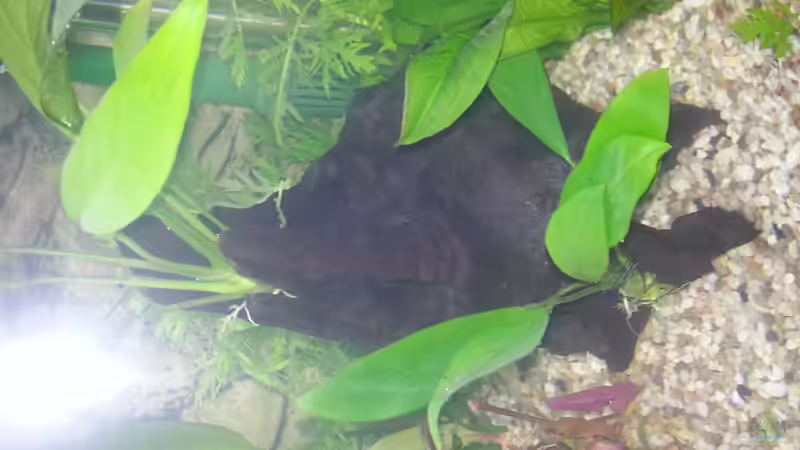 Mangrovenwurzel mit Anubias von Omega (10)