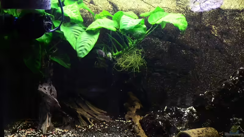 Mangrovenwurzel mit Bepflanzung von Gallius (3)