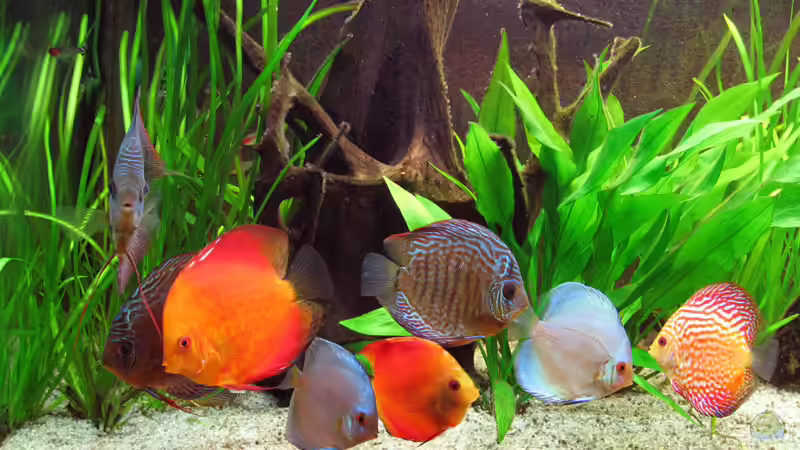 Mangrovenwurzel mit Diskusgruppe (18.05.09) von Klaus Kastl (22)