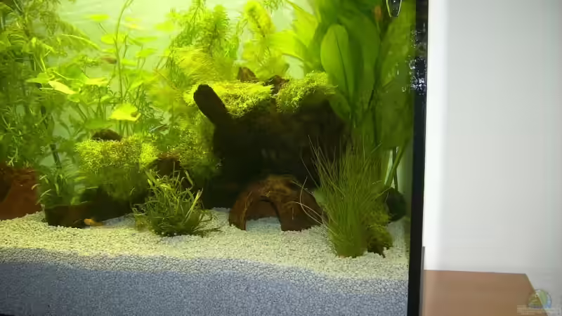 Mangrovenwurzel mit Kokosnusshöhle von Earkle (6)