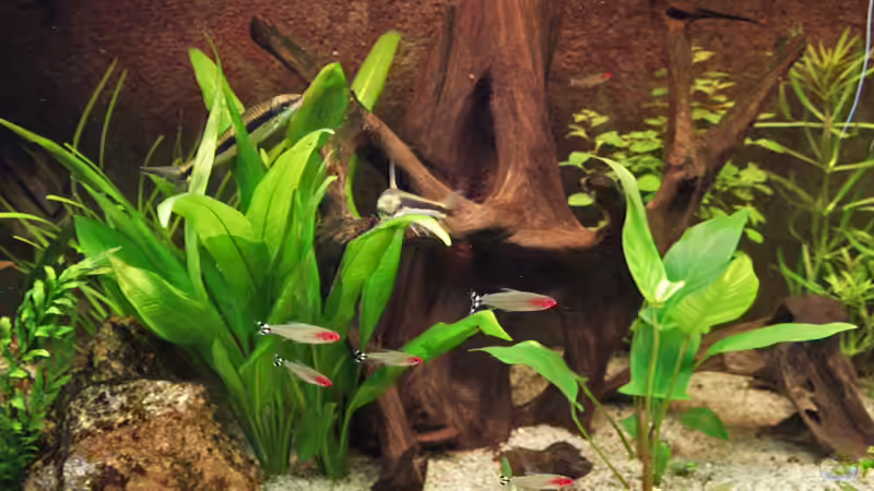 Mangrovenwurzel mit Rotkopfsalmler! (14.10.08) von Klaus Kastl (20)