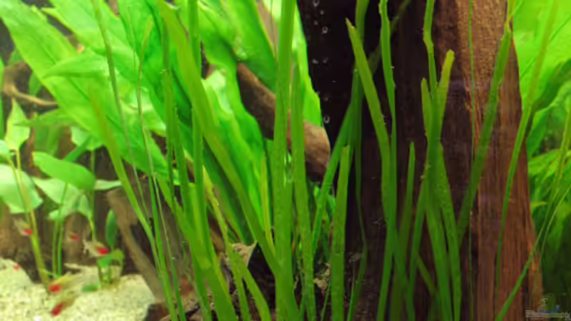 Mangrovenwurzel mit Vallisneria spiralis (04.10.08) von Klaus Kastl (18)