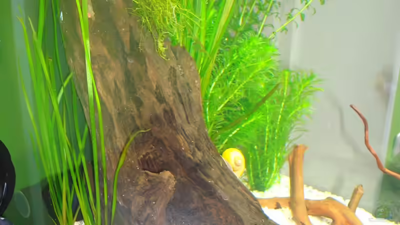 Mangrovenwurzel nach der Einrichtung von erma (8)