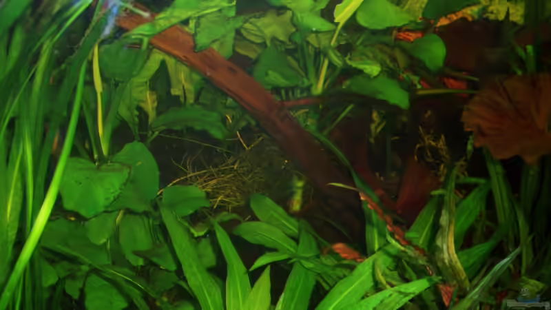 Mangrovenwurzel nun im Hintergrund mit Anubia und Farn bewachsen 20.12.09 von ~Marco~ (32)