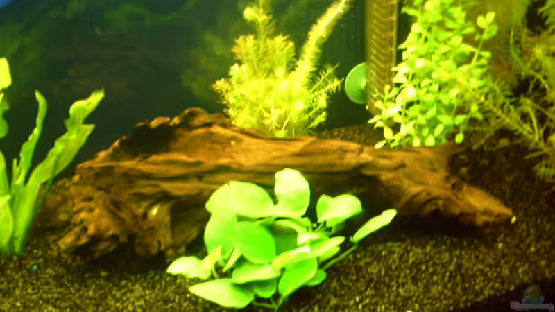 Mangrovenwurzel rechts im Becken von Klumpen (17)