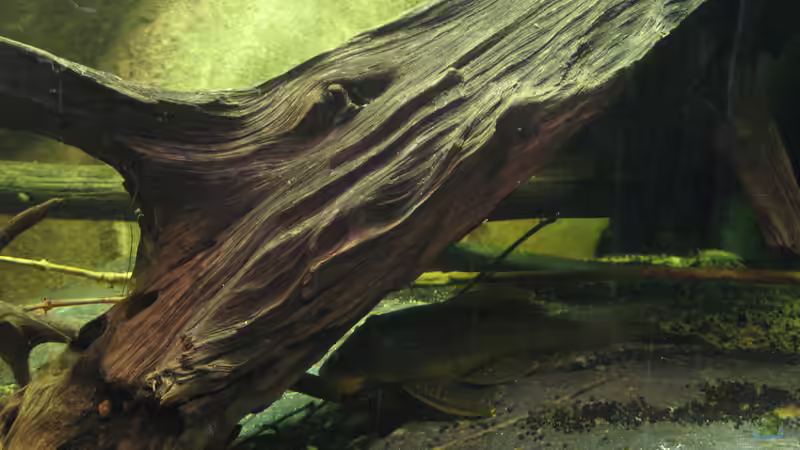 Mangrovenwurzel und L200 von der Theoretiker (41)