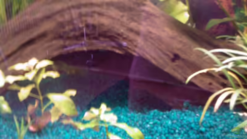 Mangrovenwurzel von @corydoras (6)