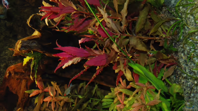 Mangrovenwurzel von Daniel Monney (7)