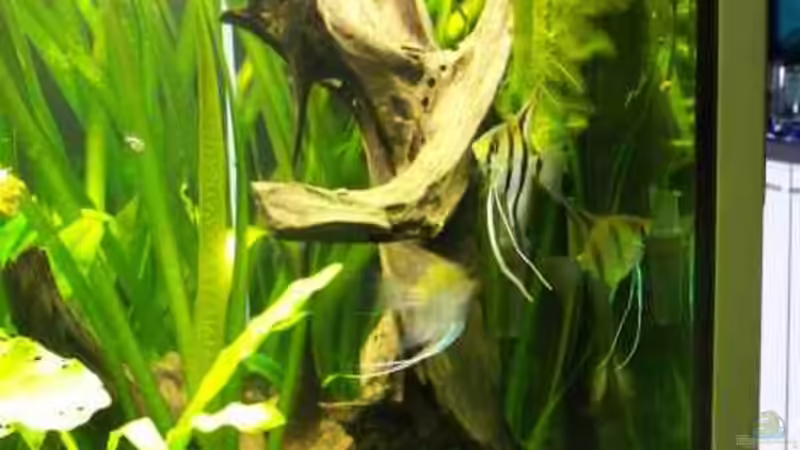 Mangrovenwurzel von Firmi73 (5)