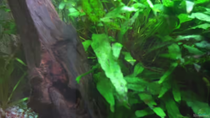 Mangrovenwurzel von Holger Freiwald (13)