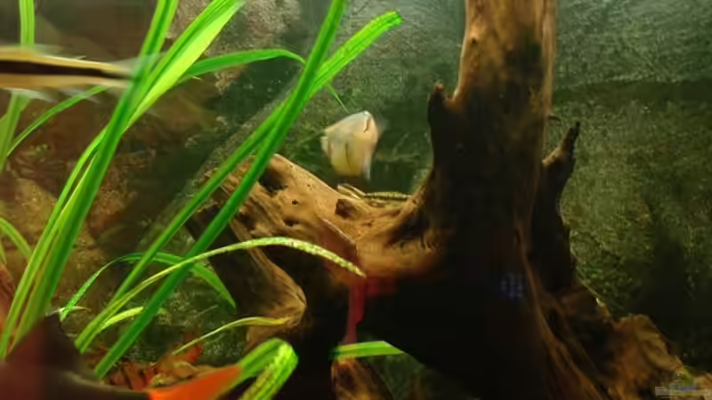 Mangrovenwurzel von Hugo (2)