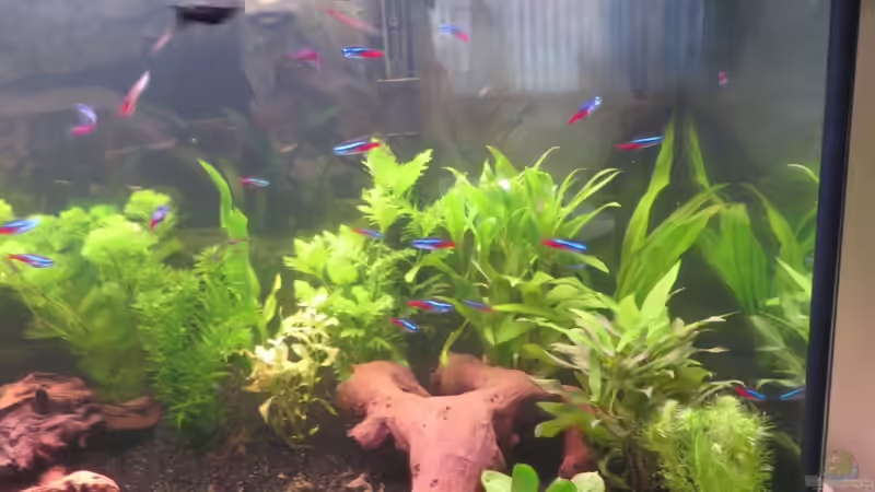 Mangrovenwurzel von janine wolf (4)