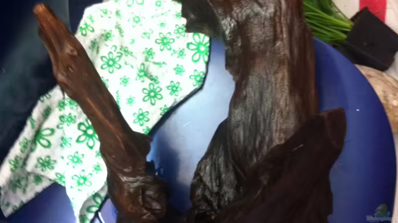 Mangrovenwurzel von linlan (22)