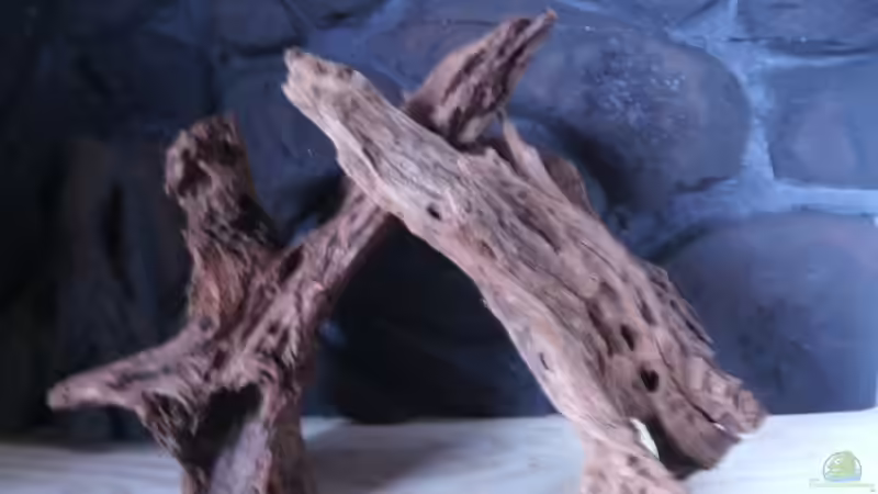 Mangrovenwurzel von lumpi (26)