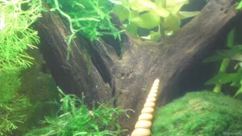 Mangrovenwurzel von Malawi TOM (27)