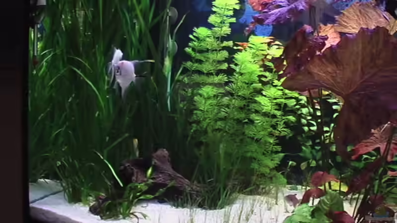 Mangrovenwurzel von Marcus Heiser (2) (9)