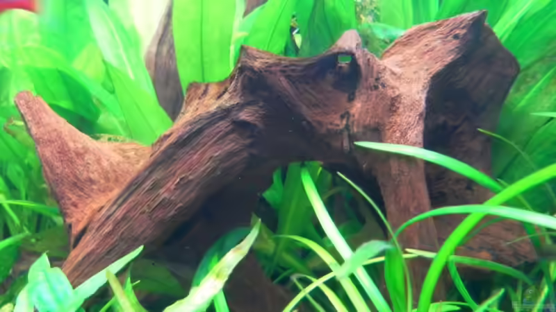 Mangrovenwurzel von mawi (15)