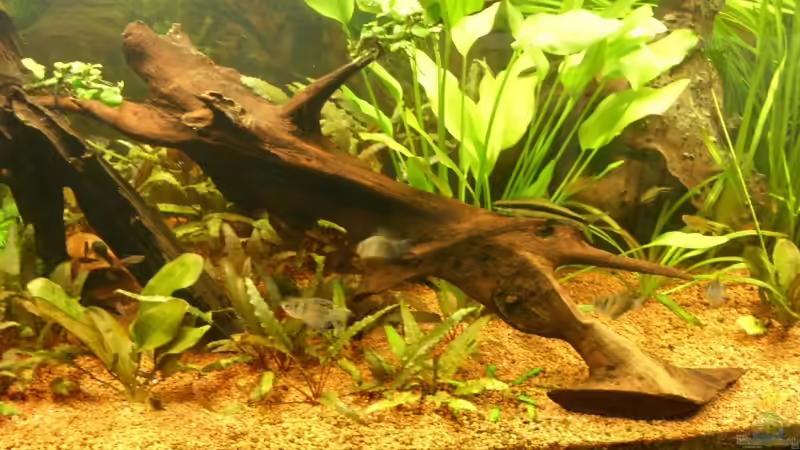 Mangrovenwurzel von Oliver Boden (20)