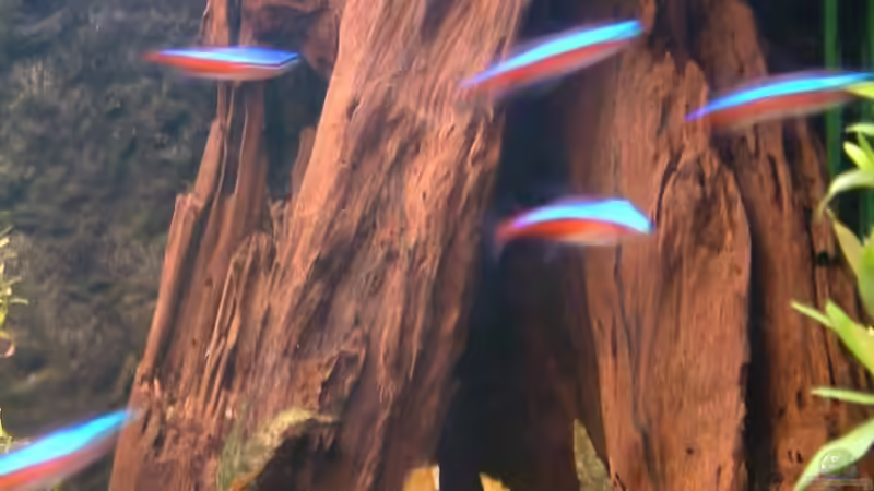 Mangrovenwurzel von Oliver Schürmann (12)