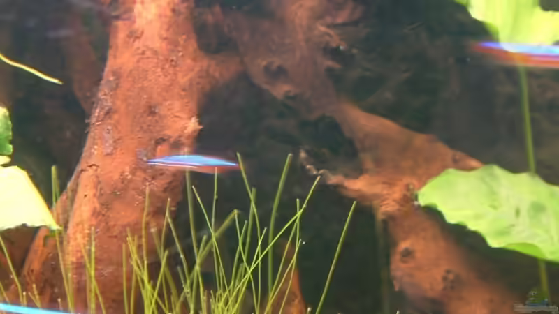 Mangrovenwurzel von Oliver Schürmann (13)