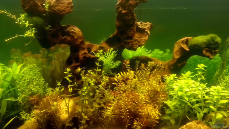 Mangrovenwurzel von Robert Sakautzky (16)