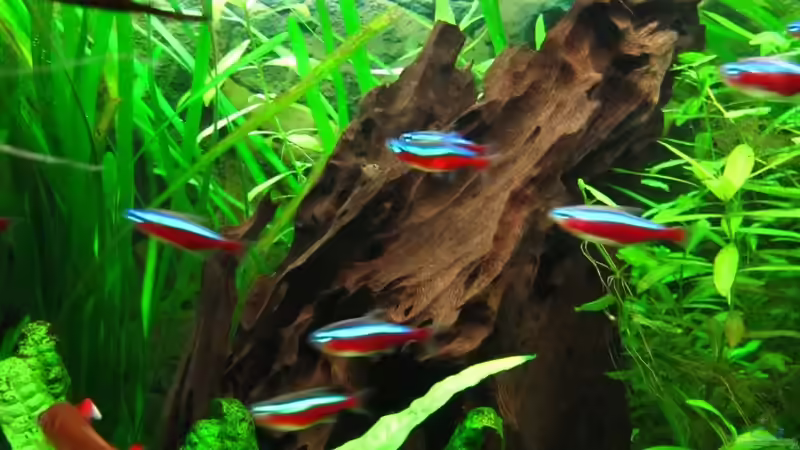 Mangrovenwurzel von Sarah (8)