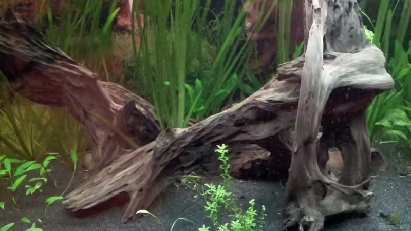 Mangrovenwurzel von ~Südamerika~ (3)