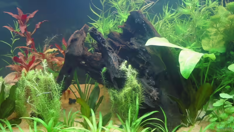 Mangrovenwurzel von Susanne Kruse (14)