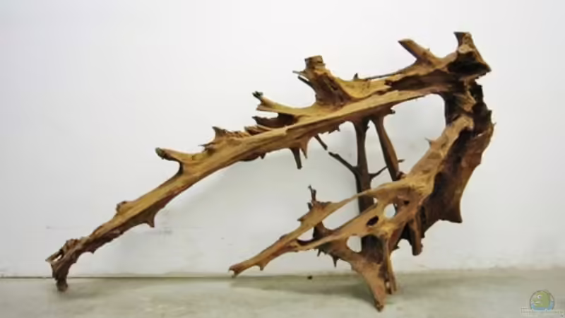 Mangrovenwurzel XXXXL von Richard Gärtner (12)