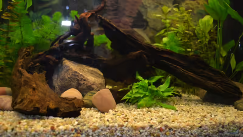 Mangrovenwurzeln, Wüsttenwurzel, ein Stein und Flusskiesel von Lilobär (13)