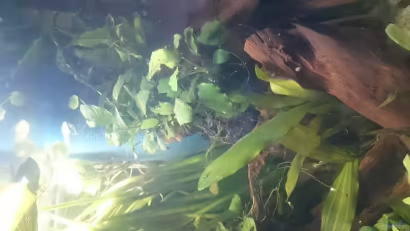 Mangrovenwurzeln mit Anubias und einem Echinodorus Stoffels Franz der aus einem Loch von GonZo (9)