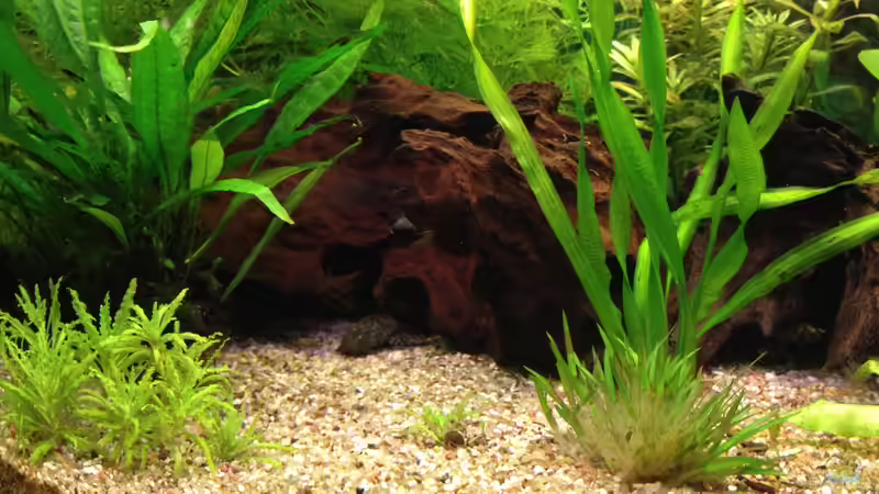 Mangrovenwurzeln mit Höhlen von Oskar (10)