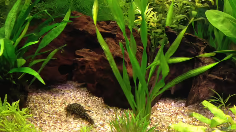 Mangrovenwurzeln mit Höhlen von Oskar (11)