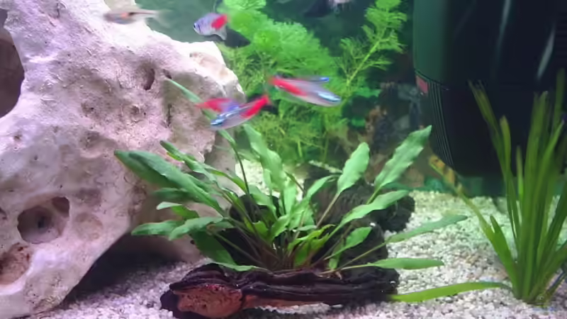 Mangrovenwurzeln um Wasserkelch von Sauerlandmicha (14)