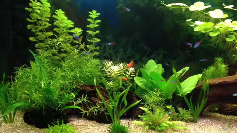 Mangrovenwurzeln von Oskar (8)