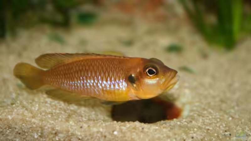 Manni von Julien Preuß (24)